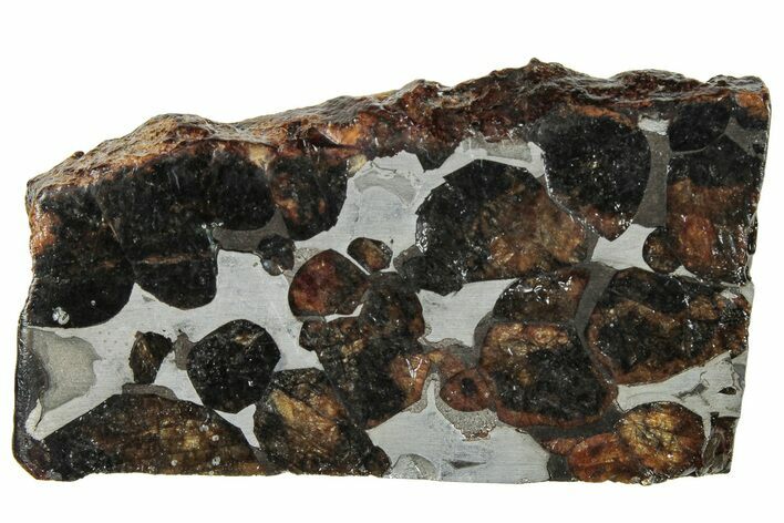 Polished Sericho Pallasite Meteorite ( g) Slice - Kenya #294871